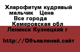 Хларофитум кудрявый мальчик › Цена ­ 30 - Все города  »    . Кемеровская обл.,Ленинск-Кузнецкий г.